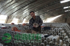 湖北省咸寧市食用菌溫室大棚公司